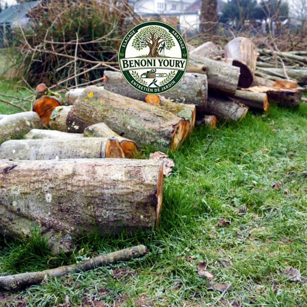 Élagage d’un grand arbre en hauteur par Youry Benoni Élagueur
