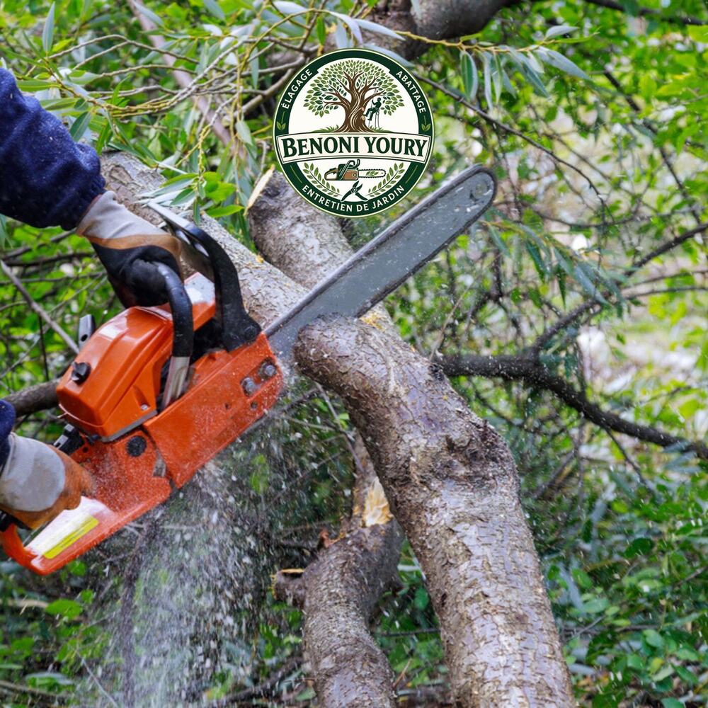 Élagage d’un grand arbre en hauteur par Youry Benoni Élagueur
