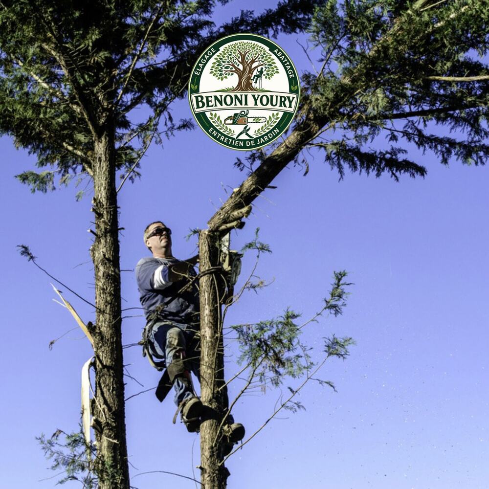 Abattage sécurisé d’un arbre près d’une habitation