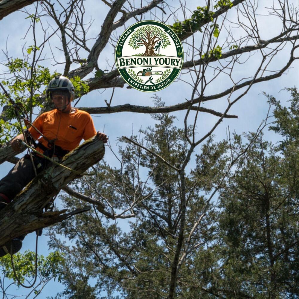 Abattage sécurisé d’un arbre près d’une habitation