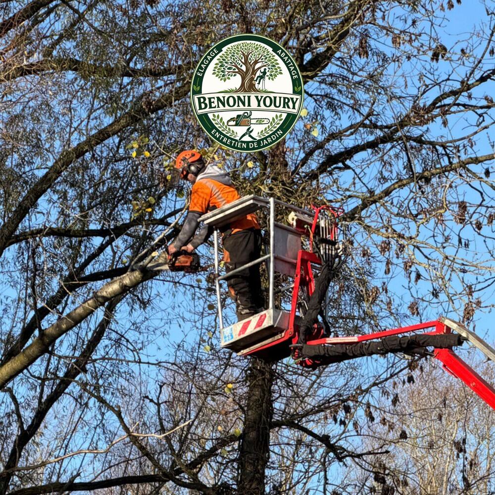 Élagage d’un grand arbre en hauteur par Youry Benoni Élagueur